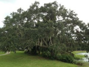 Spanish Moss